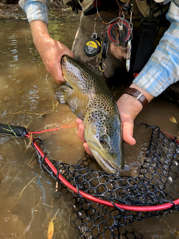 Catch and release trout on the San Juan River